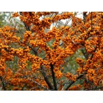 Olivello Spinoso Bio Toscano - Estratto Puro