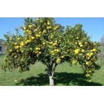 Estratto puro di Bergamotto BIO - Succo di 5 Bergamotto - Cura di 4 settimane