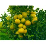 Estratto puro di Bergamotto BIO - Succo di 5 Bergamotto - Cura di 4 settimane