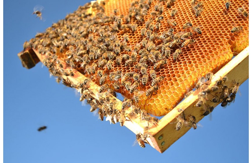 Miele di Melata di Abete: Biologico 