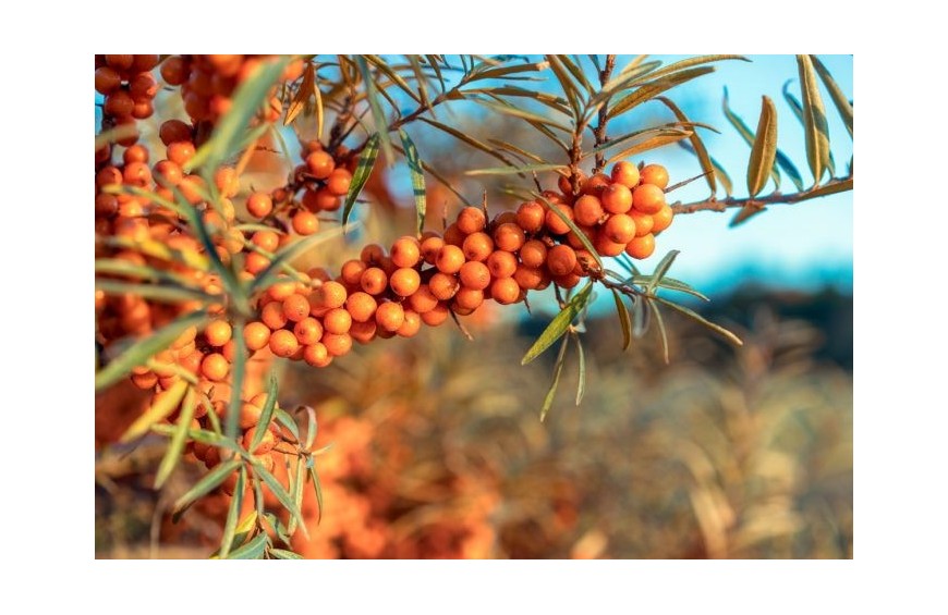 Olivello Spinoso, un frutto ricchissimo di elementi utili al nostro Benessere, Vitamine, Omega 7 e molti altri